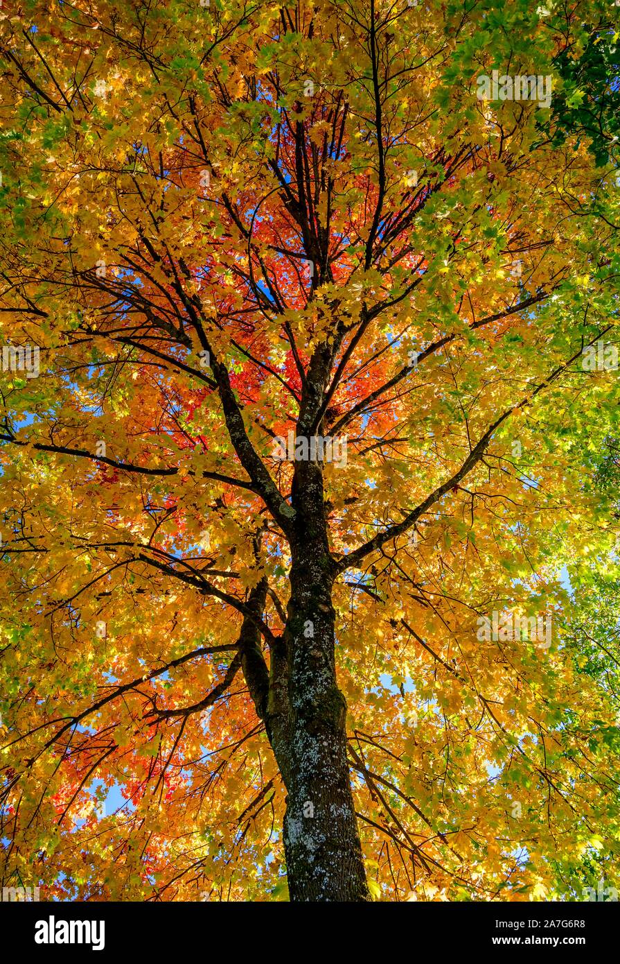 Maple (Acer), albero corona con il rosso e il giallo foglie colorate in autunno, Monaco di Baviera, Germania Foto Stock