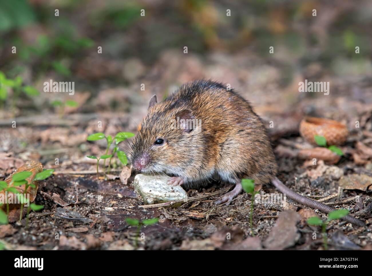 Strisce campo mouse (Apodemus agrarius), mangia un coleottero, Neudau, Burgenland, Austria Foto Stock