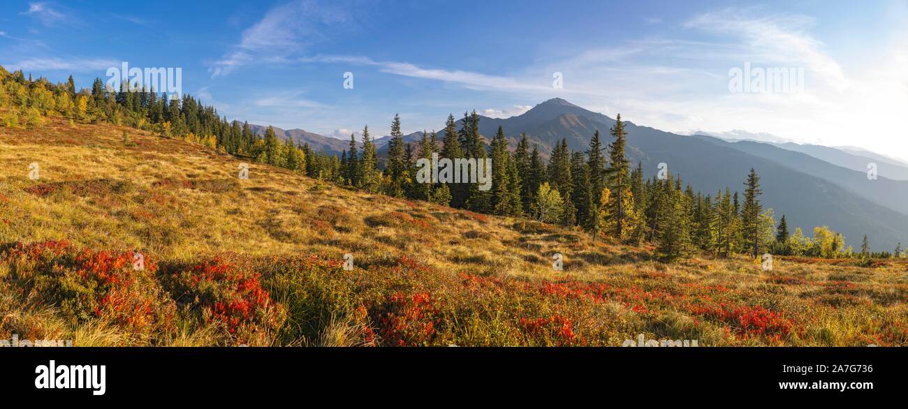 Autunnale di paesaggio di montagna con arbusti nani, roverella betulle e abeti rossi, dietro il Gilfert, Naunz, Tuxer Voralpen, Tirolo, Austria Foto Stock