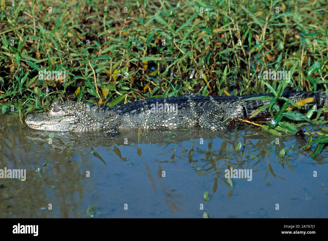 Alligatore cinese Alligator sinensis, in acqua, dalla vegetazione. Foto Stock