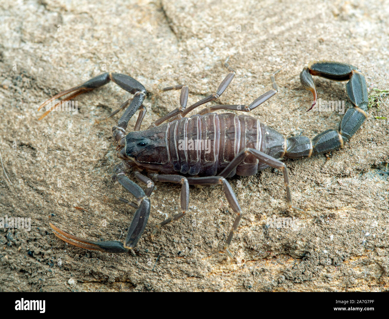 I capretti Arabian fat-tail scorpion, Androctonus crassicauda, vista dorsale. Questa specie varia attraverso il Medio Oriente e in Nord Africa ed è uno Foto Stock