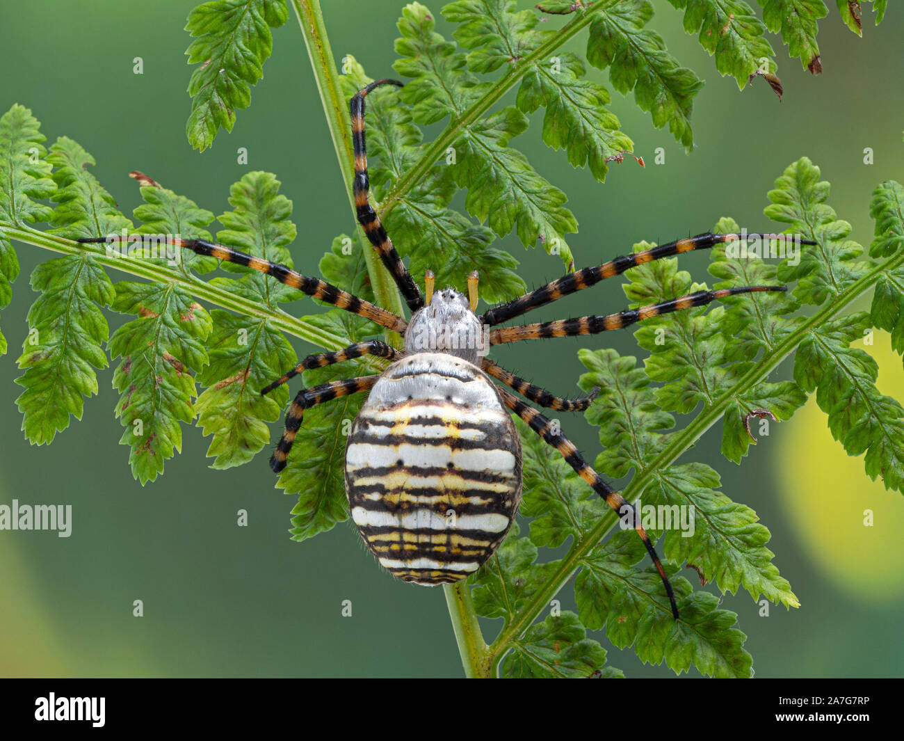 Giardino nastrati spider, Argiope trifasciata, arrampicata su una felce frond. Vista dorsale. Questa specie di grandi dimensioni si trova in tutto il mondo tra cui Europa e n. Foto Stock