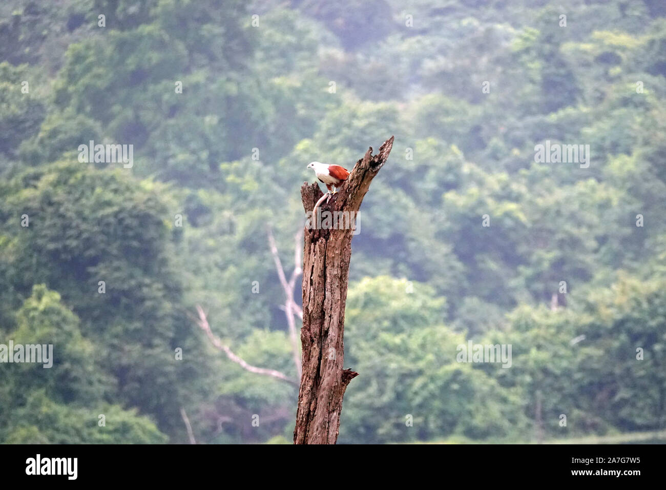 Sea Eagle, Mangiare Snake, motivi di Gal Oya Lodge Sri Lanka Foto Stock
