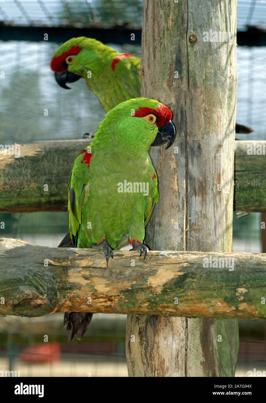 THICK-fatturati pappagalli (Rhynchopsitta pachyrhyncha). Lo Zoo di Jersey, Isole del Canale, Inghilterra, Regno Unito (programma di allevamento.) specie in via di estinzione. Foto Stock