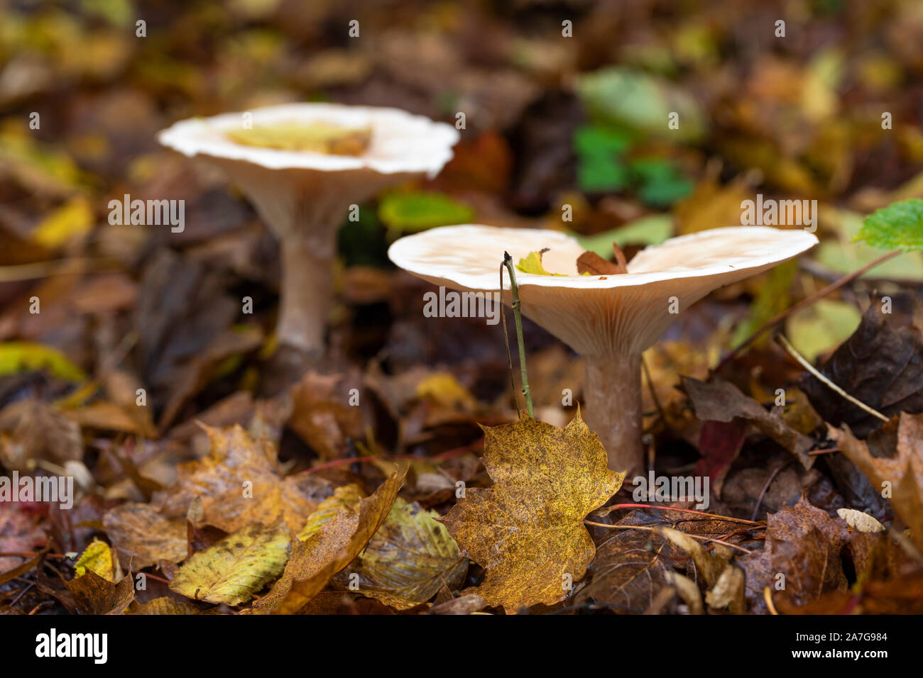 Primo piano Selvatica funghi troping sul pavimento della foresta tra le foglie d'oro caduto in autunno, Inghilterra, Regno Unito Foto Stock