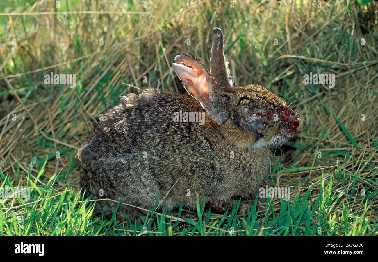 Coniglio (oryctolagus cuniculus) infettati con la mixomatosi Foto Stock