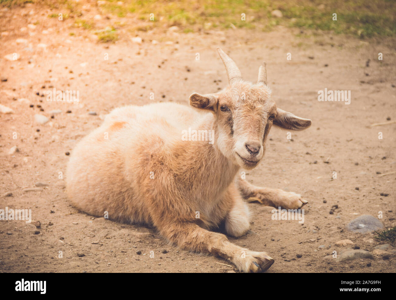 Luce tan capretto con piccole corna rilassante in ombra con espressioni di impegno Foto Stock
