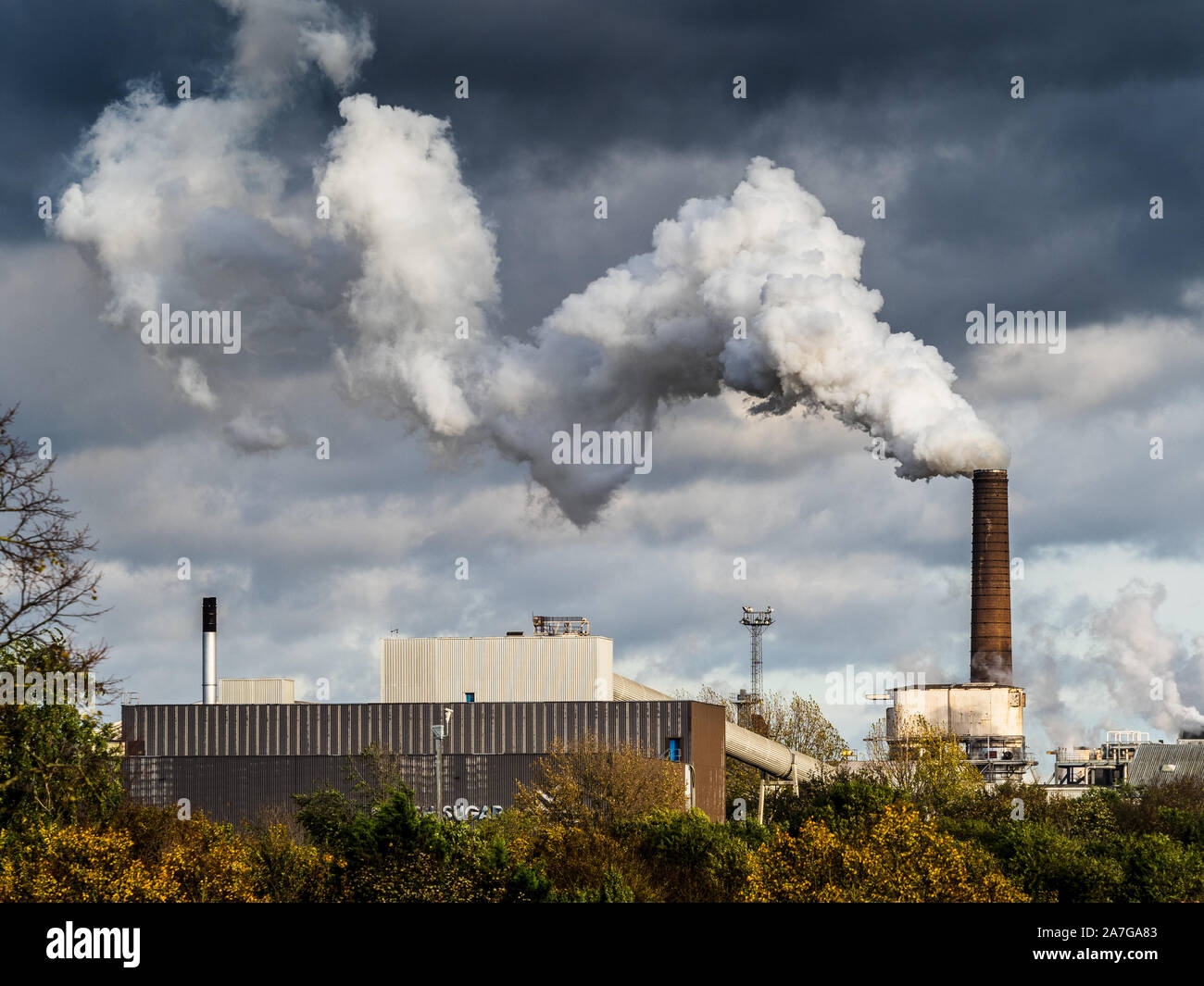 UK Factory Emissions - Sugar Beet Factory Chimneys - il vapore sale dalla British Sugar Factory a Bury St Edmunds Suffolk UK Foto Stock