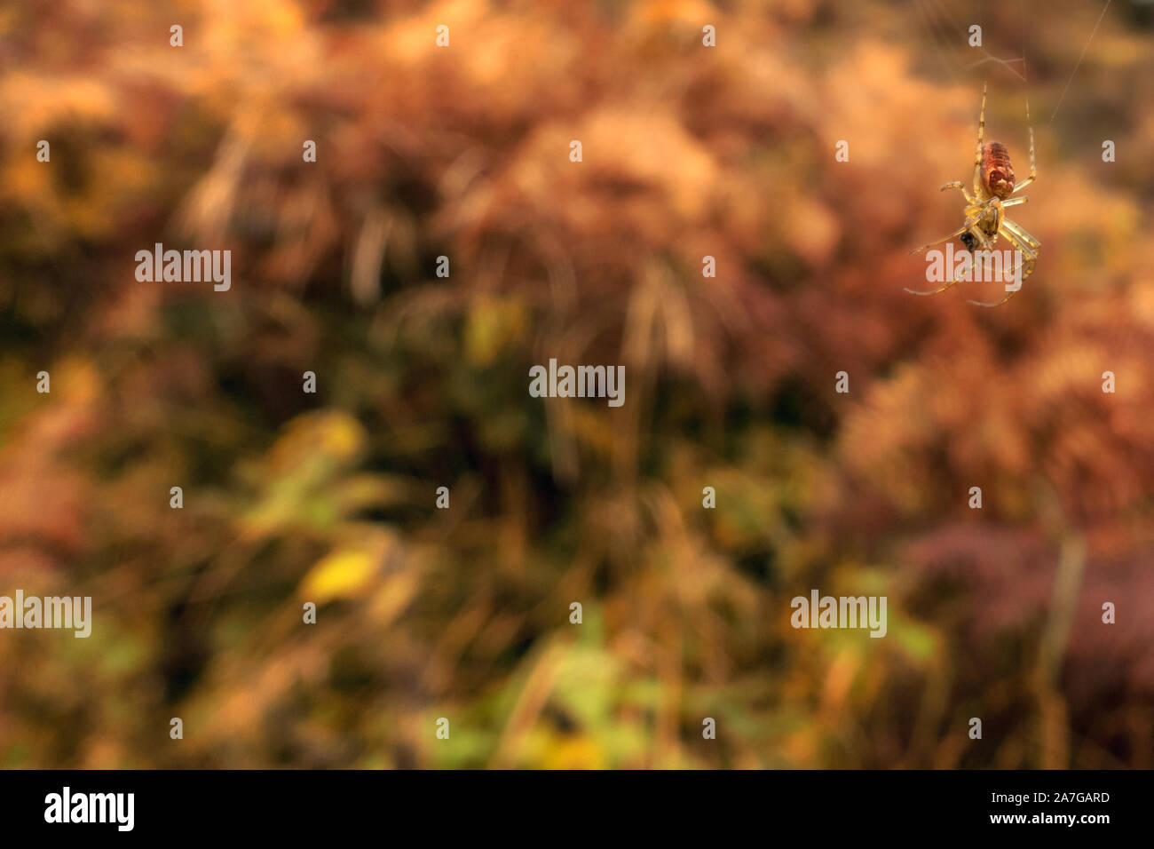 Autunnale di fauna selvatica in scena con la crociera su un web in un angolo di una foto e i rossi, marroni e arance di bracken dietro Foto Stock