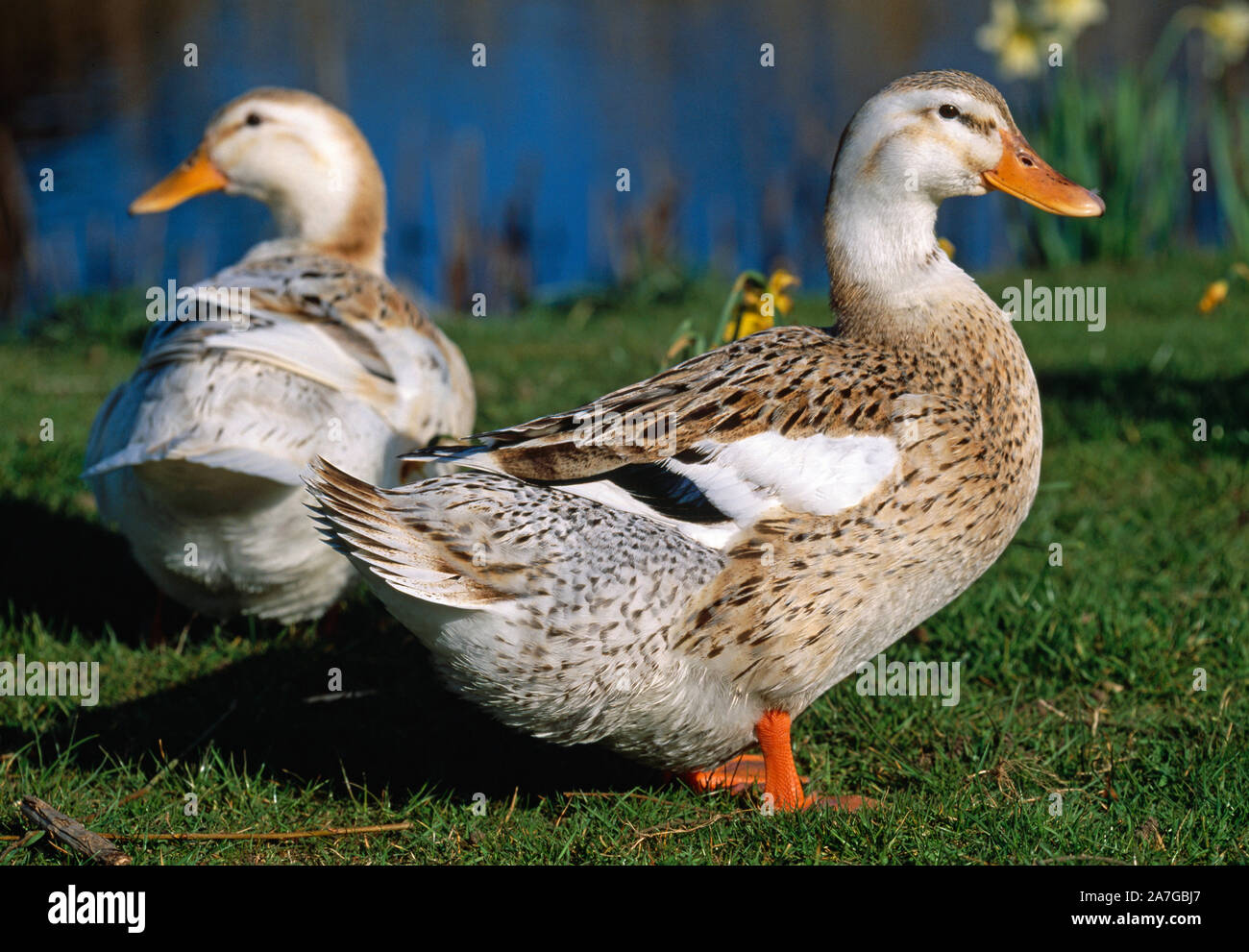 SILVER APPLEYARD ANATRE tutto-round utilità domestica razza. Selettivamente allevato da selvaggio antenato Mallard, (Anas platyrhynchos). Foto Stock