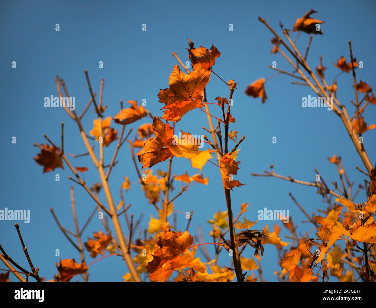 Giallo e marrone a foglie di una boccola in caduta nella parte anteriore del luminoso cielo blu - focus sulla parte anteriore e sfocata in background Foto Stock