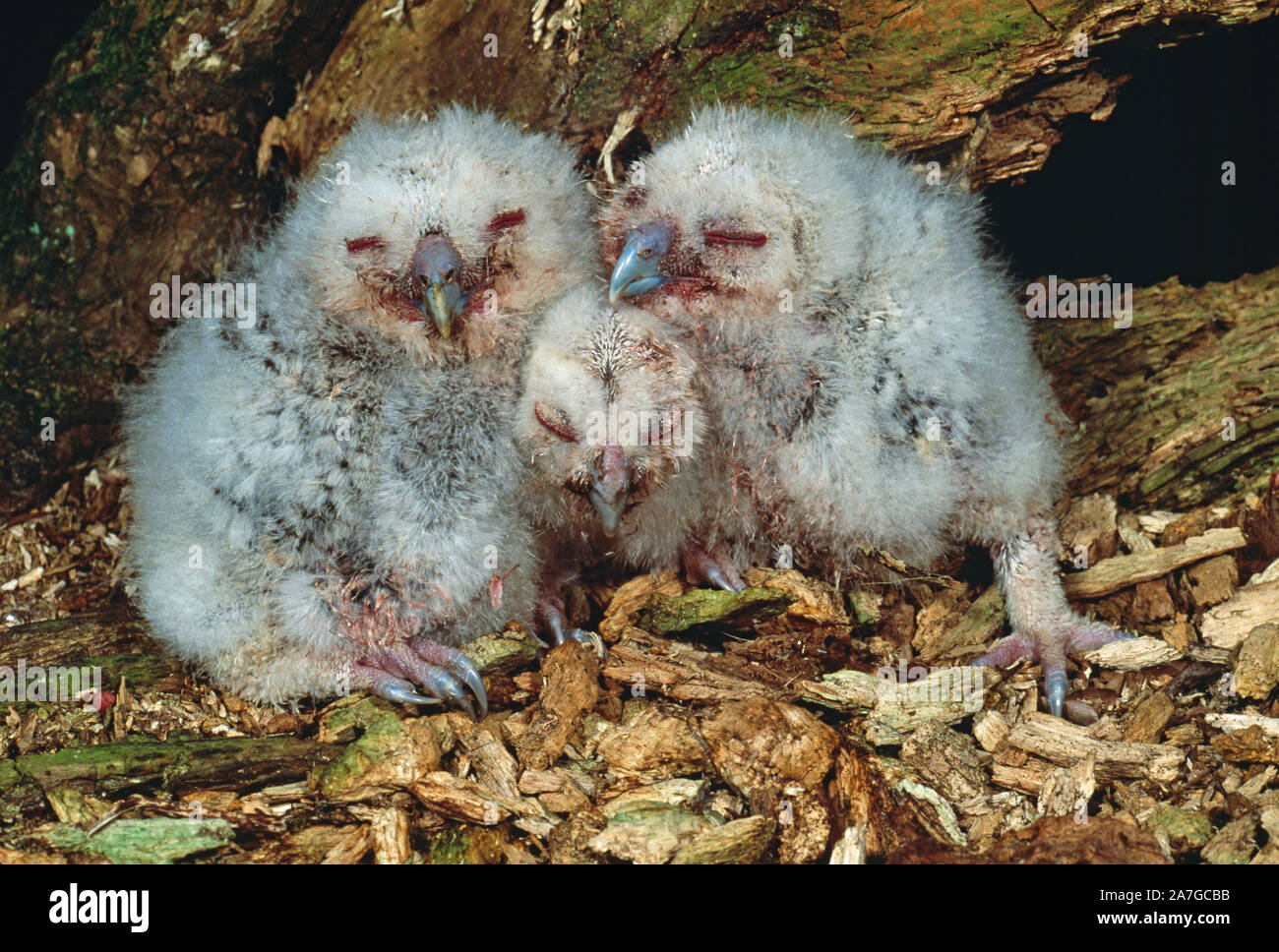 Allocchi tre pulcini Strix aluco età circa 7, 3 & 5 giorni (asincrono da cova). Altricial o Nidicolous giovani. I gemelli owlets. Raggomitolati Foto Stock