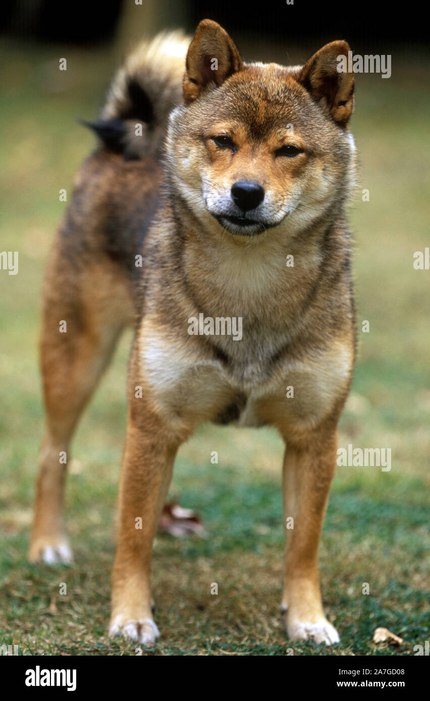 INU. SHIBU Cane da caccia giapponese, una razza primitiva Spitz. (Canis lupus familiaris). Femmina. Fronte. Carattere. Aspetto intelligente. Foto Stock