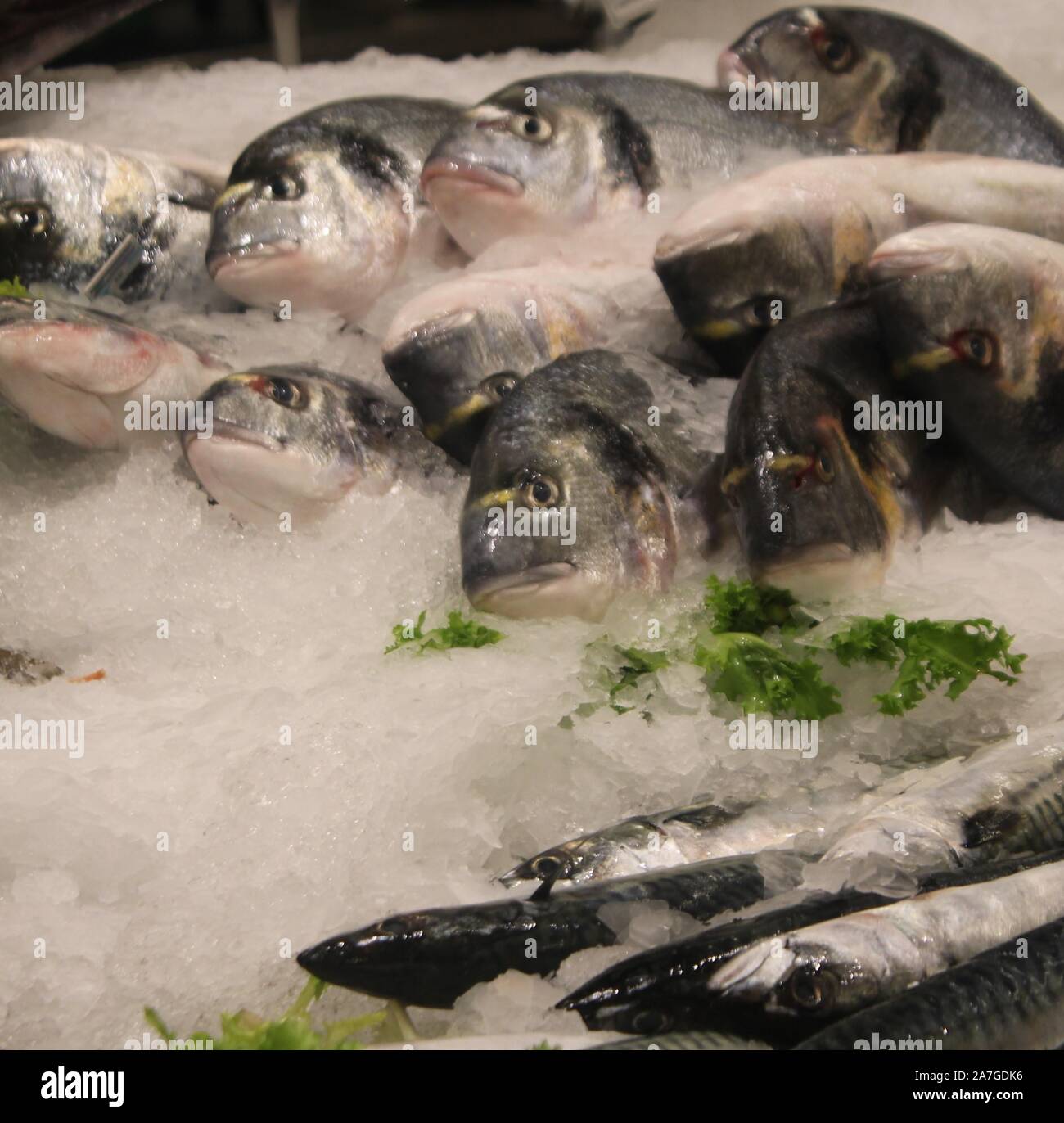 Italiano di fresco pesce di mare con ghiaccio immagine di sfondo Foto Stock