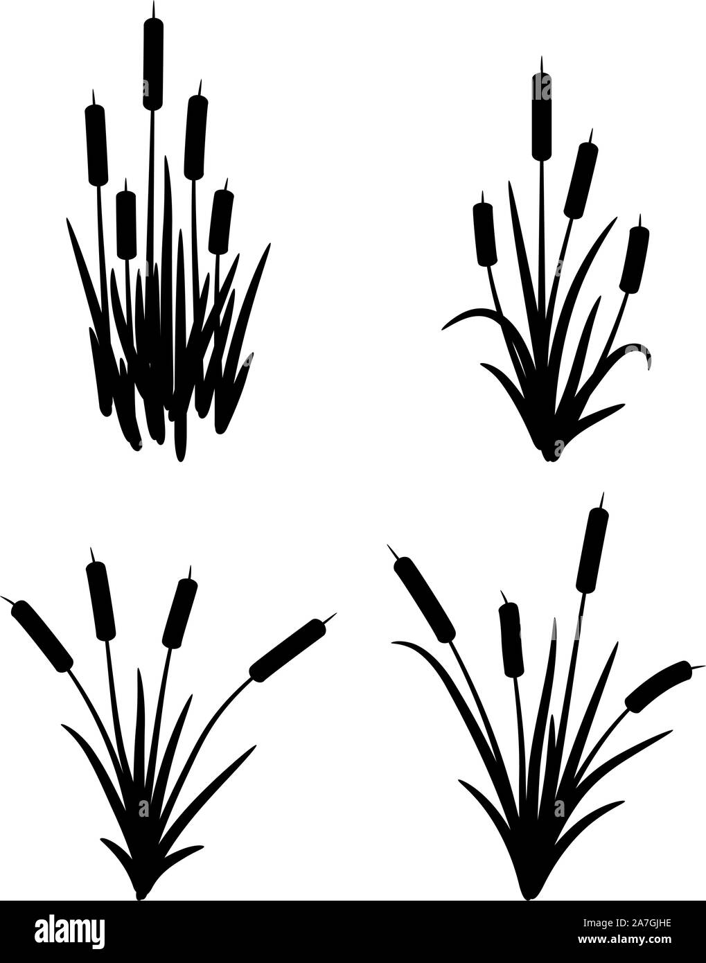 Set di vettore di typhaceae erbe palustri con foglie e fiori di spike. nero erba reed simboli isolati su sfondo bianco. canna di palude logo per botaniche Illustrazione Vettoriale