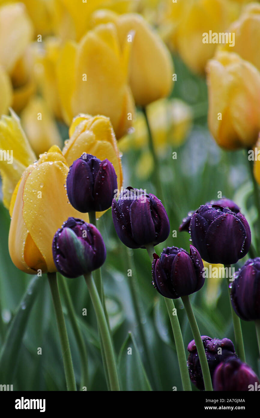 Campo di lilla e tulipani gialli bagnata dalla pioggia Foto Stock