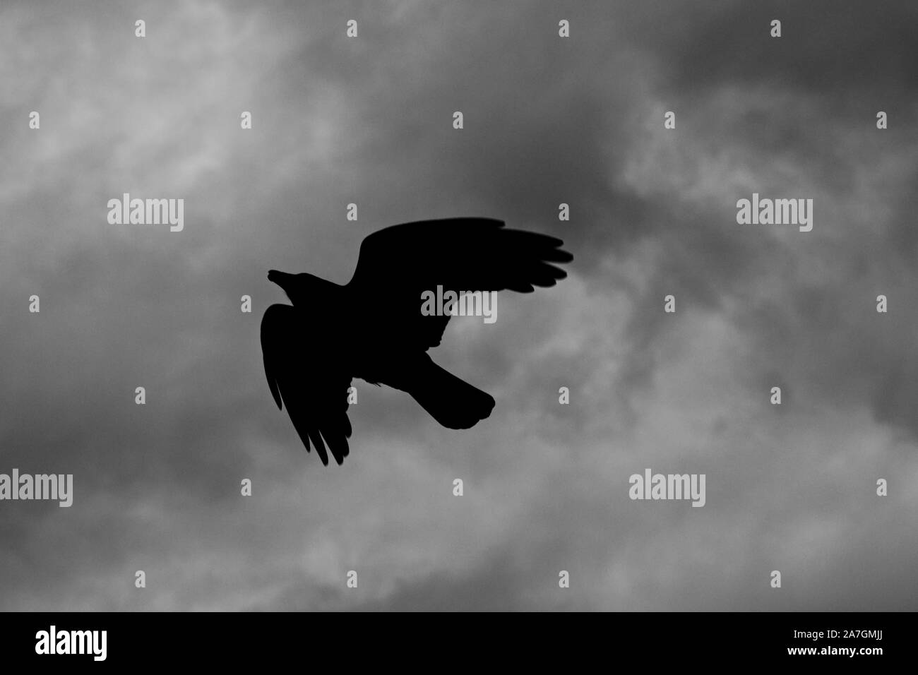 Foto in bianco e nero con silhouette di un flying raven e un buio cielo velato in background Foto Stock