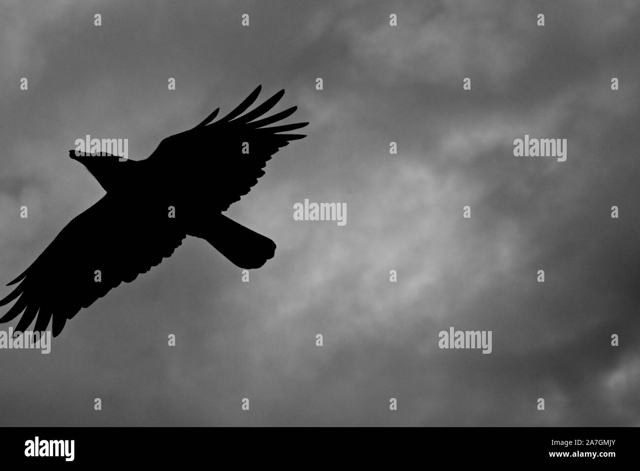 Foto in bianco e nero con silhouette di un flying raven e un buio cielo velato in background Foto Stock