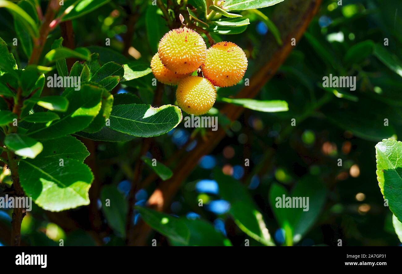 Macro di un corbezzolo denominato Arbutus con fragole mature in Portogallo Foto Stock