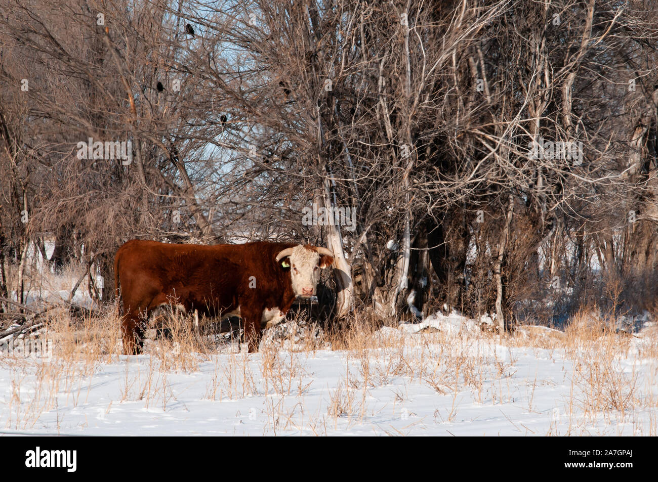 Tori in inverno pascolo a separarli dalle mucche. Foto Stock