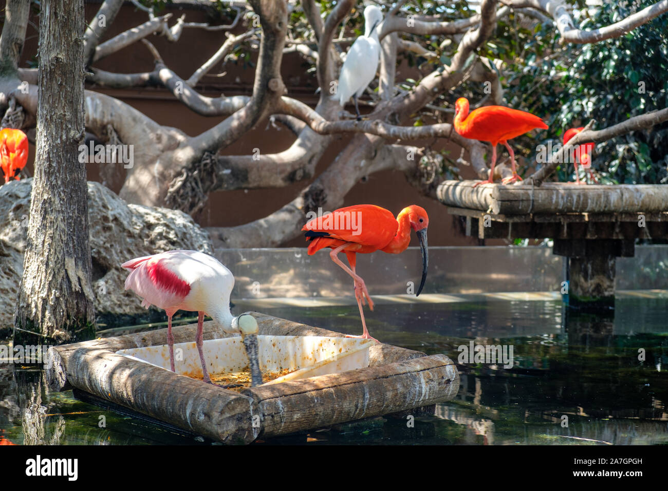 Uccelli esotici in zone umide voliera in acquario oceanografico presso la Città delle Arti e delle Scienze di Valencia, Spagna Foto Stock