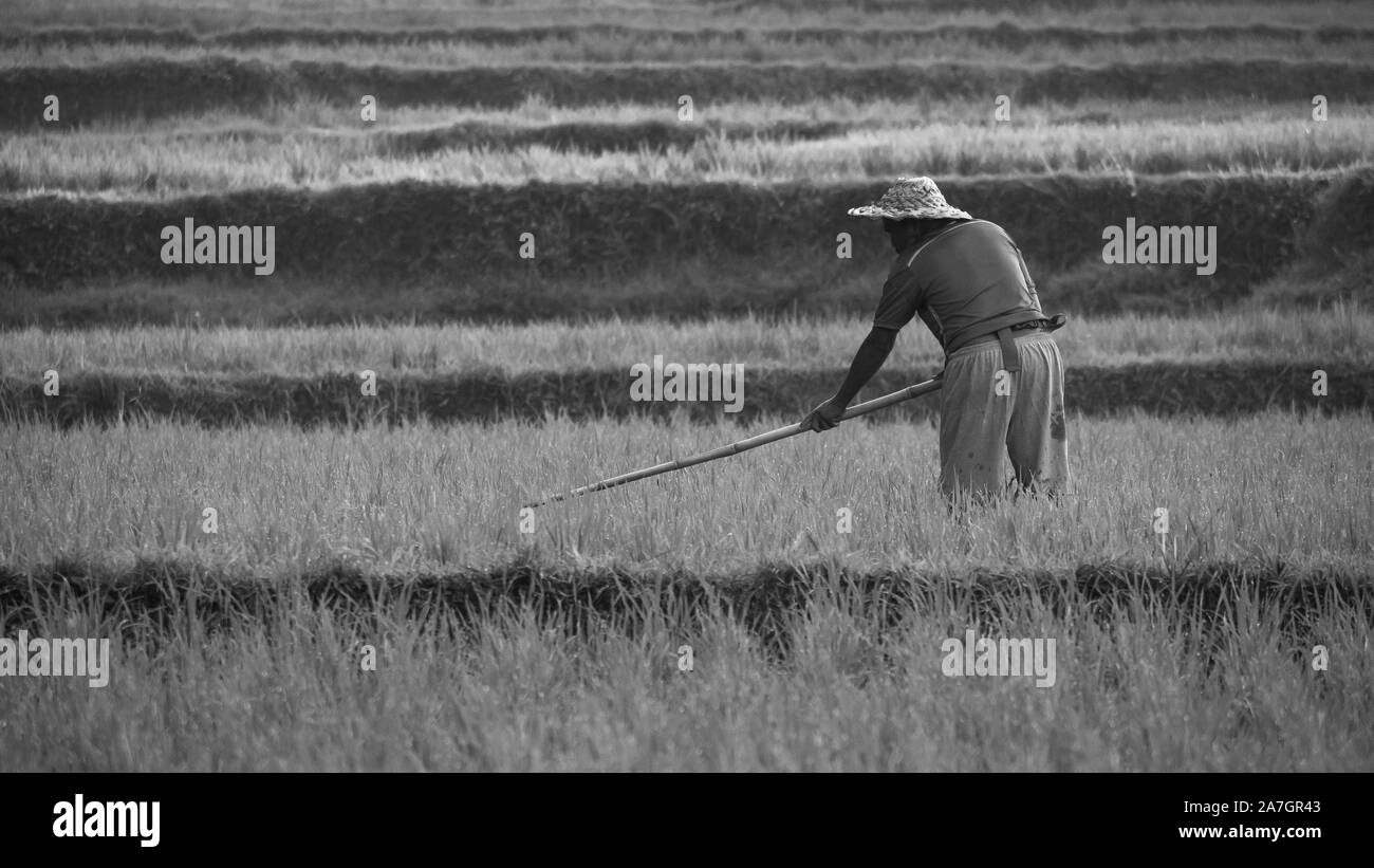 asiatiche Foto Stock