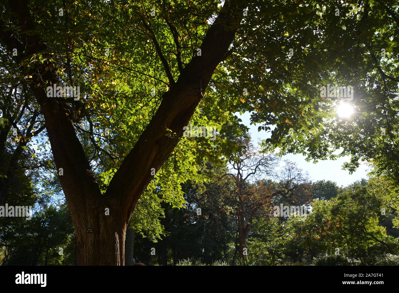 Il Central Park di New York, nella primavera,con il sole a picco attraverso gli alberi. Foto Stock