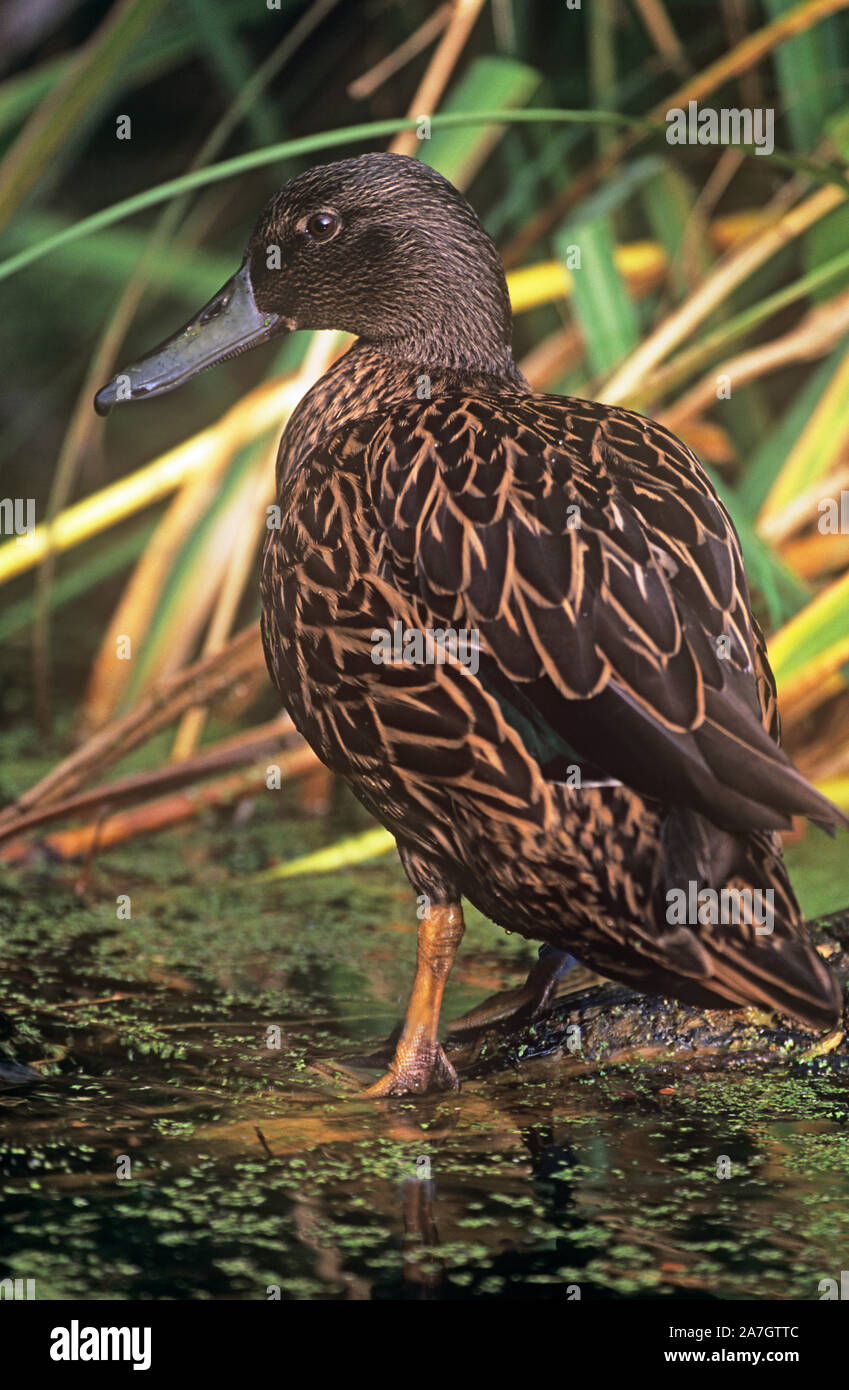 Anatra di Meller (Anas miller). In piedi lungo il bordo delle acque. Per colore di fattura probabile maschio. Altrimenti i sessi sembrano simili. Madagascar endemico. Zoo di Jersey. Foto Stock