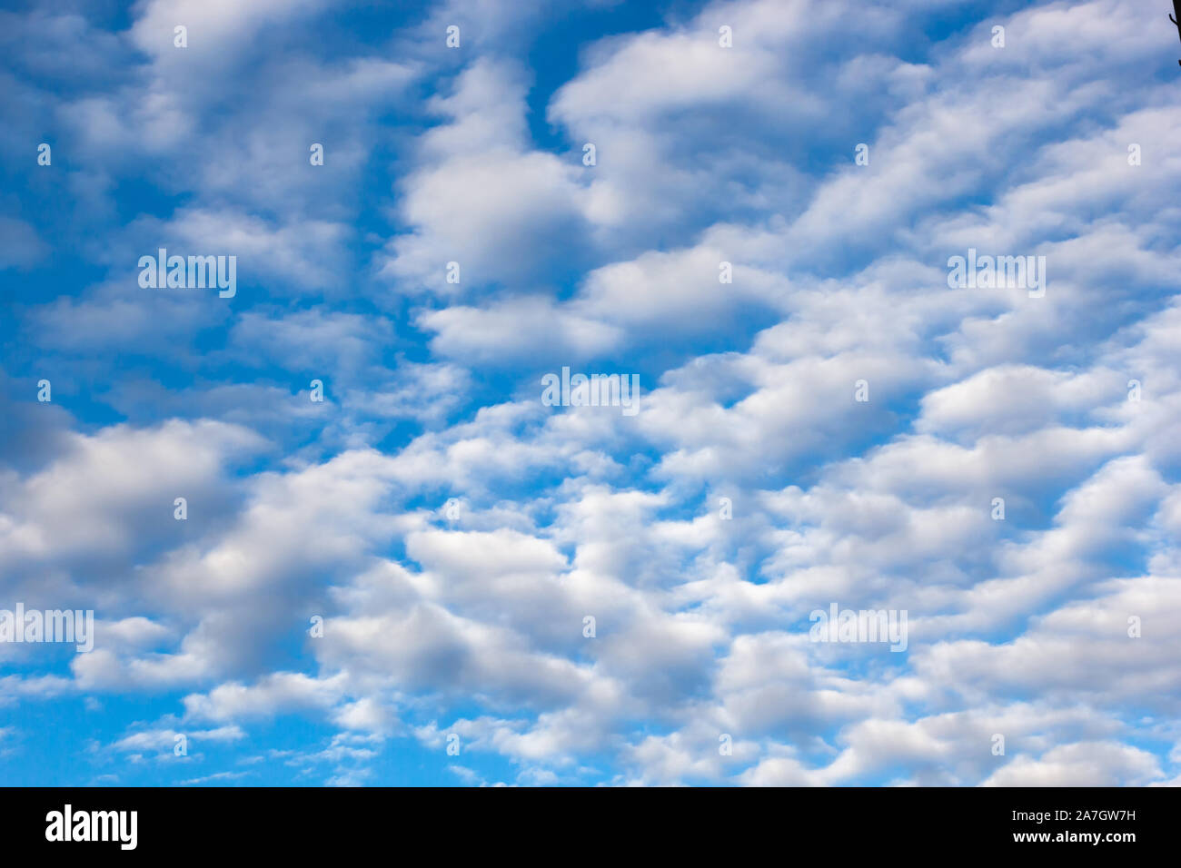 Nuvole di un livello medio alto cumulus, su uno sfondo blu del cielo. Foto Stock