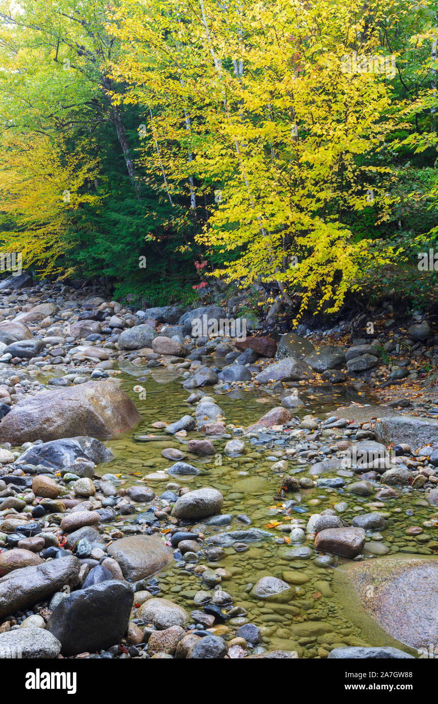 Il fogliame di autunno lungo la rocciosa ramo orientale del fiume Pemigewasset, vicino al villaggio di Lincoln, a Lincoln, New Hampshire su una torbida e piovosa giornata d'autunno Foto Stock