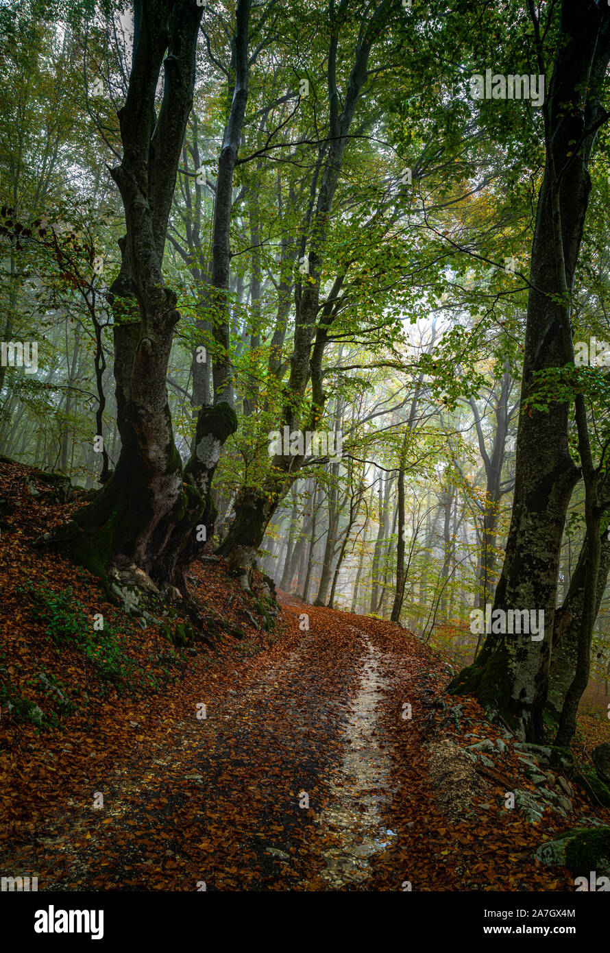 In autunno, sentiero nel bosco autunnale Foto Stock