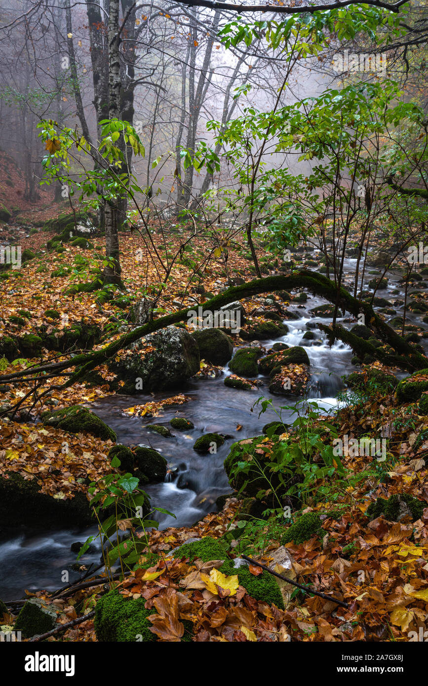 Giorno di pioggia nella foresta di autunno Foto Stock