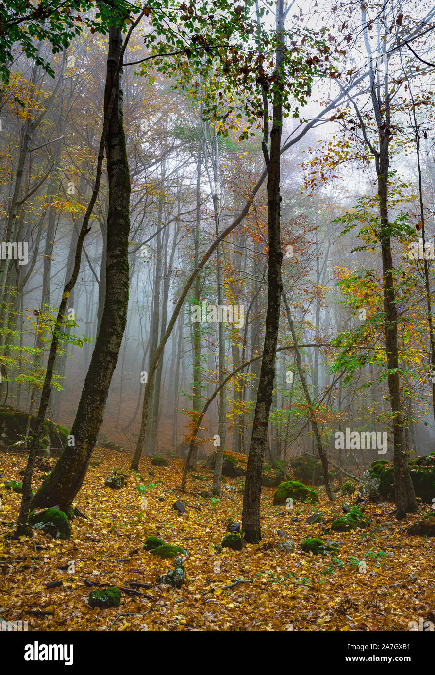 Colori pastello nella foresta di autunno Foto Stock