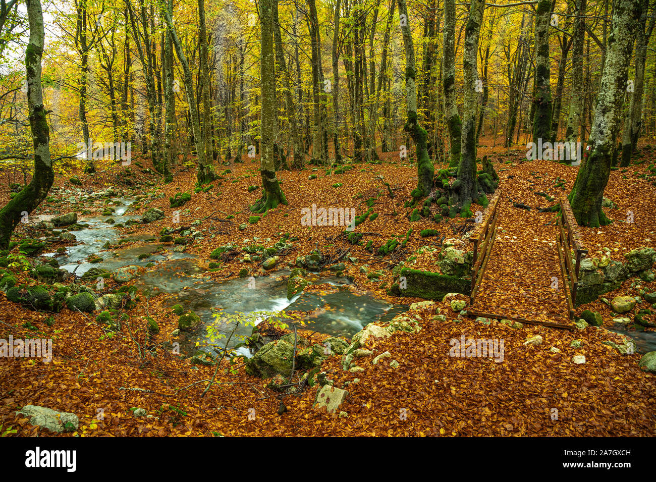 giornata piovosa nella foresta d'autunno. Abruzzo Lazio e Molise, Italia, Europa Foto Stock