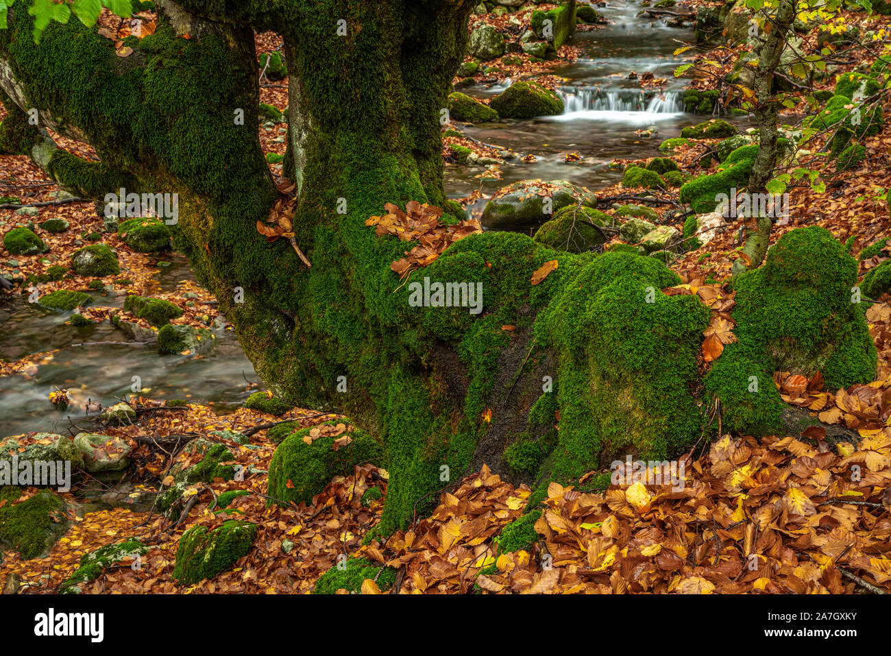 giornata piovosa nella foresta d'autunno. Abruzzo Lazio e Molise, Italia, Europa Foto Stock