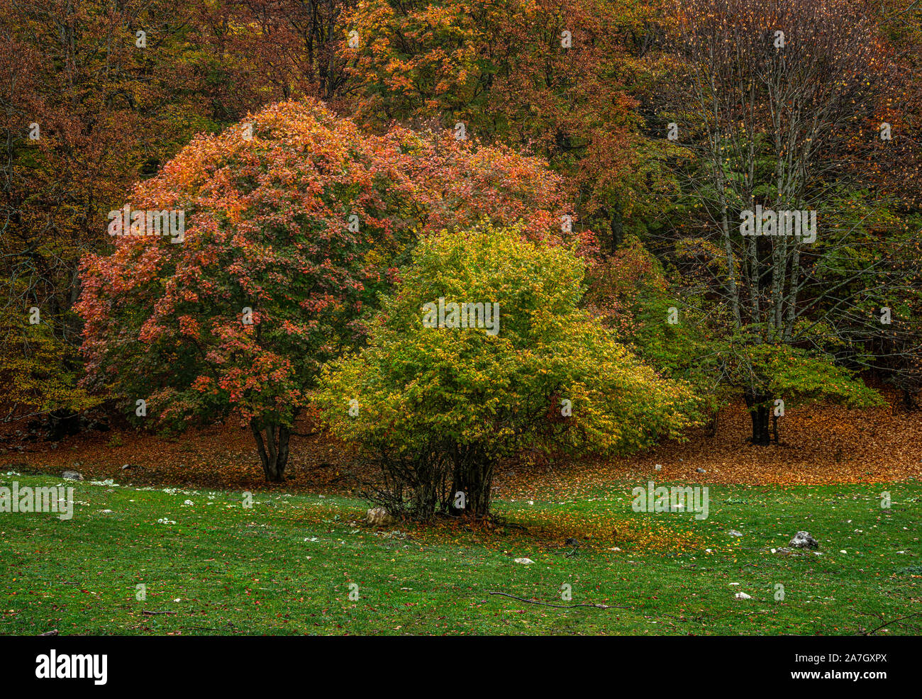 Acero e hazel nella versione di autunno Foto Stock