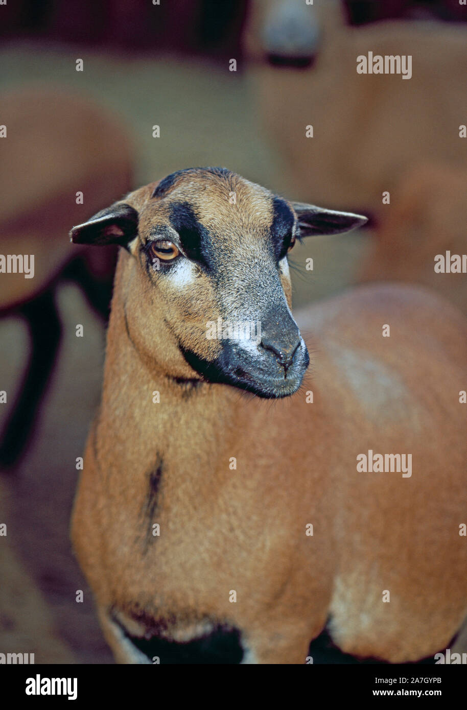 Camerun pecore pecora (Ovis aries). Razza domestica Foto Stock