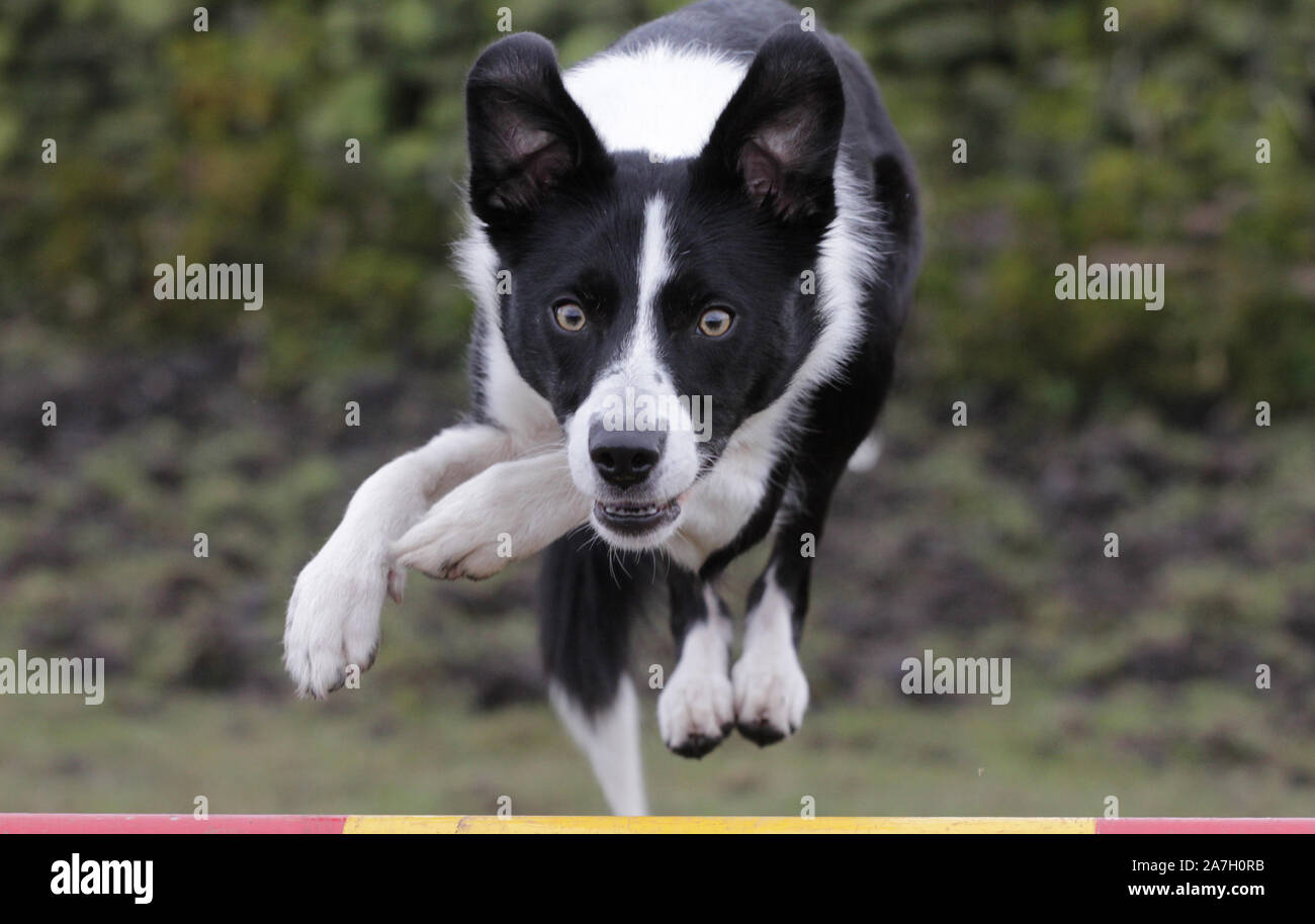 Border Collie paesaggio Foto Stock