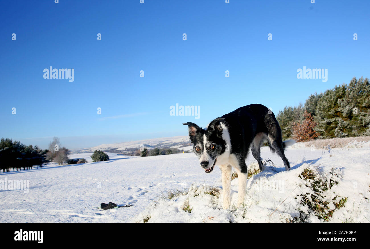 Border Collie paesaggio Foto Stock