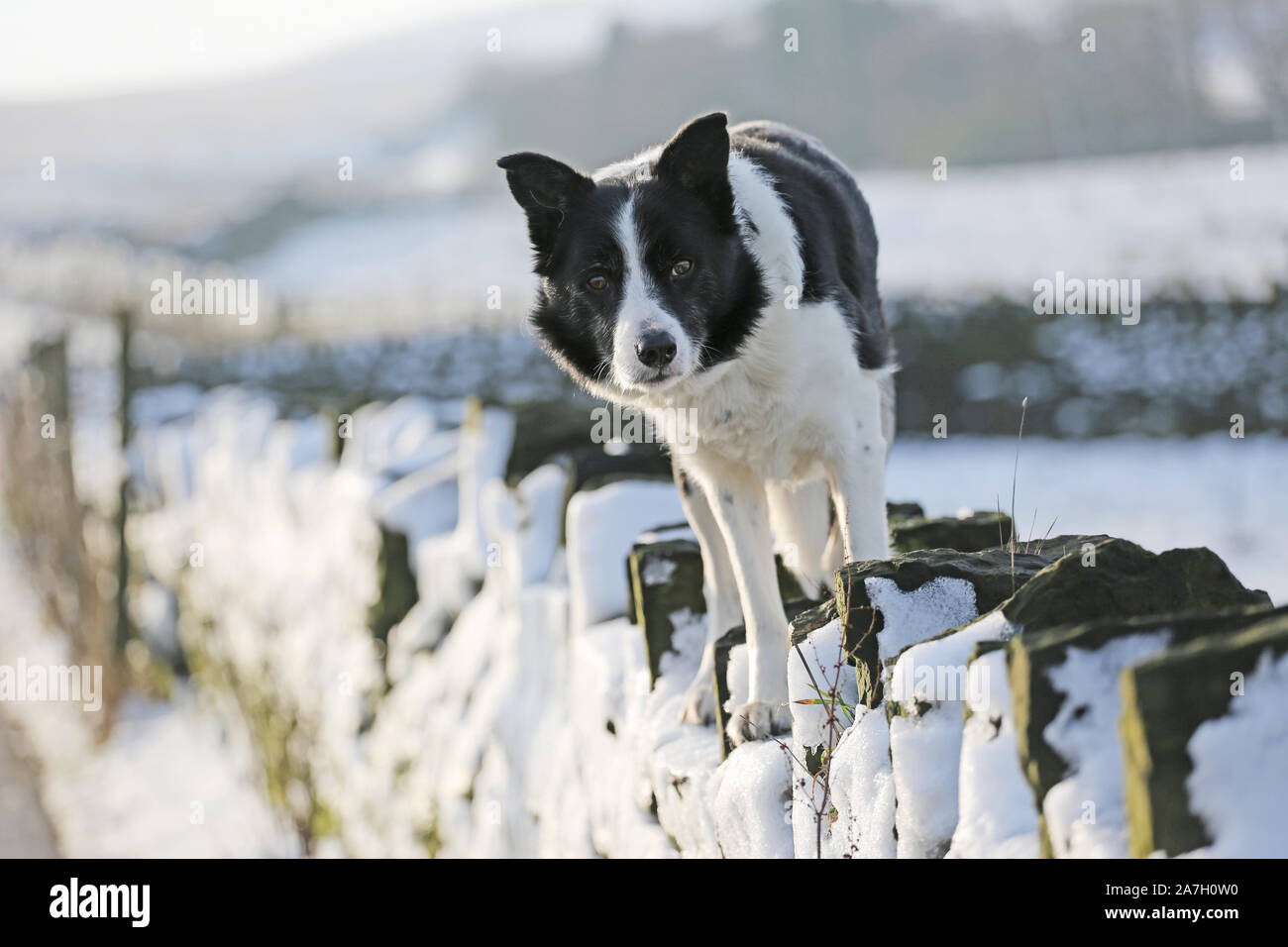 Border Collie paesaggio Foto Stock
