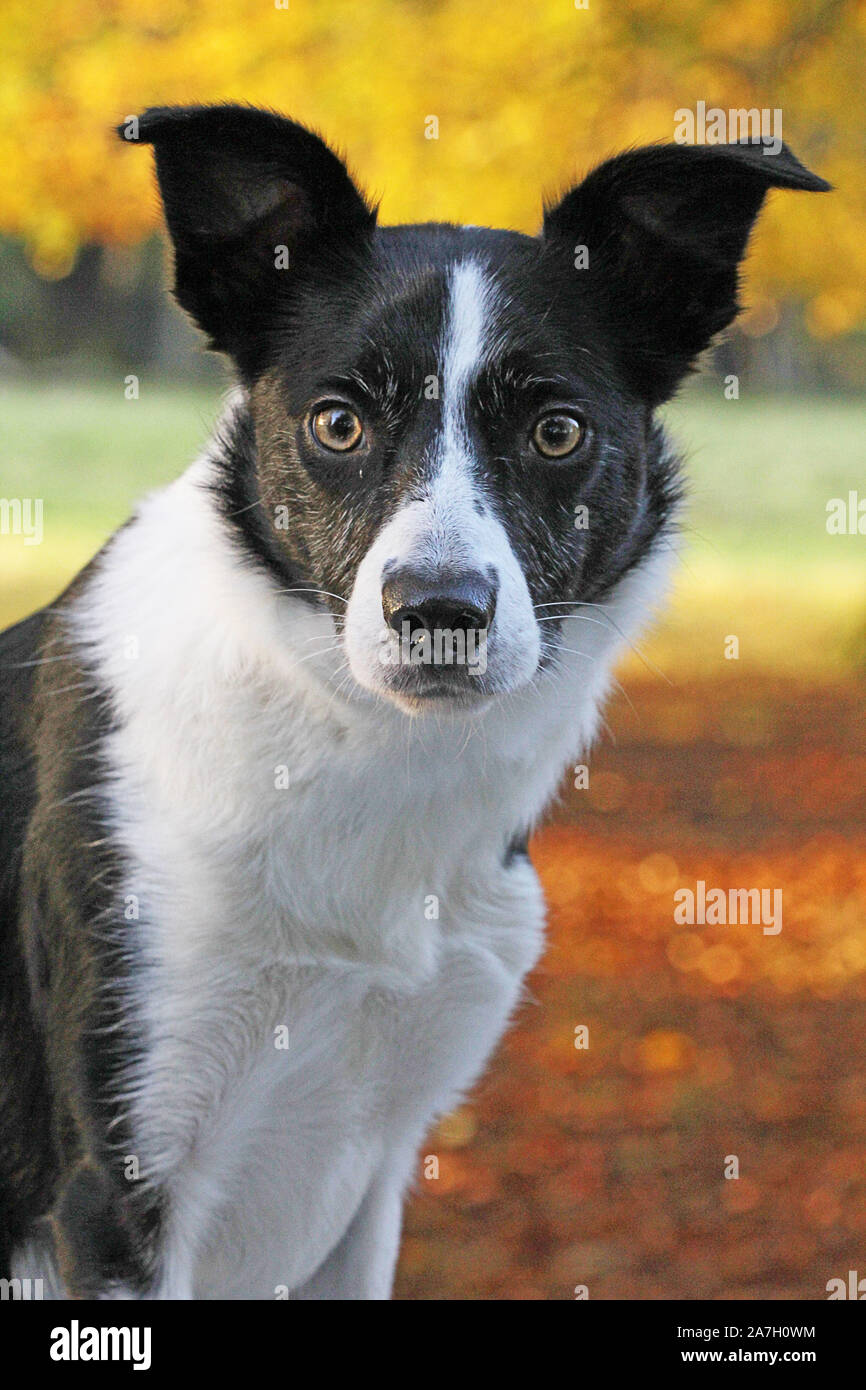 Border Collie paesaggio Foto Stock