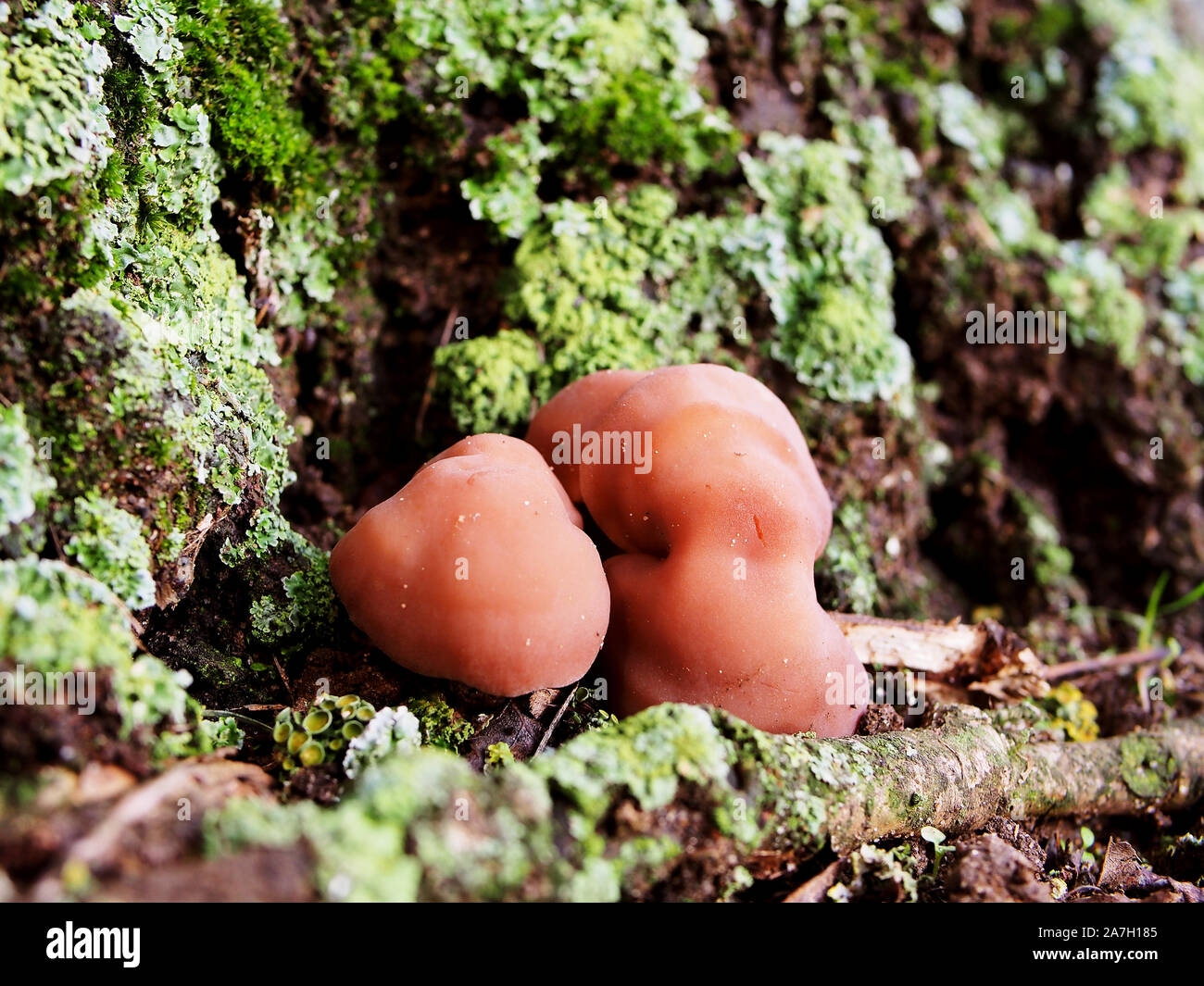 Orecchio legno Fungo (Auricularia padiglione auricolare-judae) noto anche come ebreo l orecchio o jelly orecchio, che cresce su un tronco di albero in Northamptonshire, Regno Unito Foto Stock
