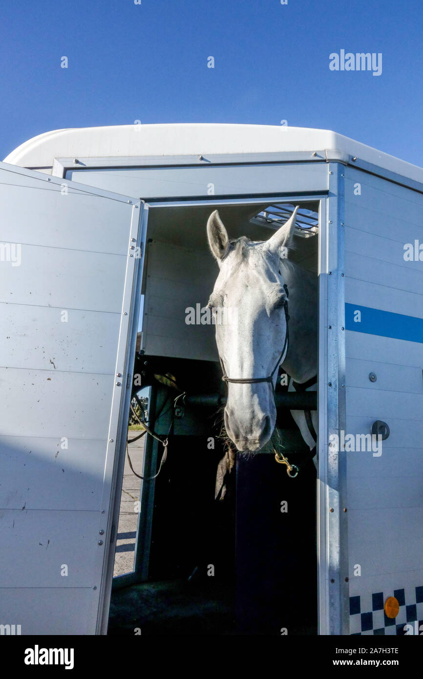 White Horse guardando fuori di un rimorchio Foto Stock