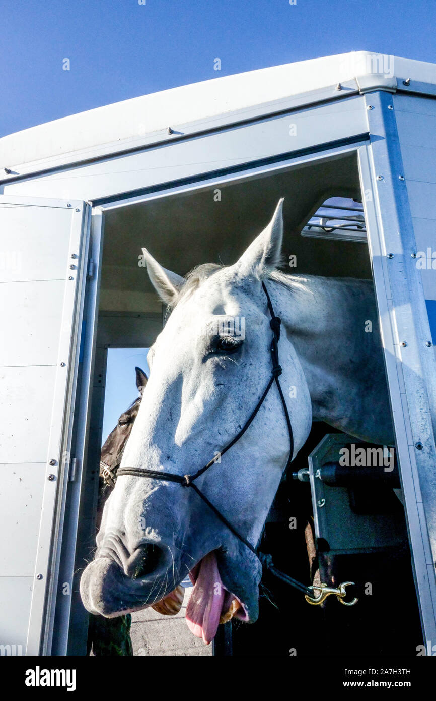 White Horse guardando fuori di un rimorchio Foto Stock