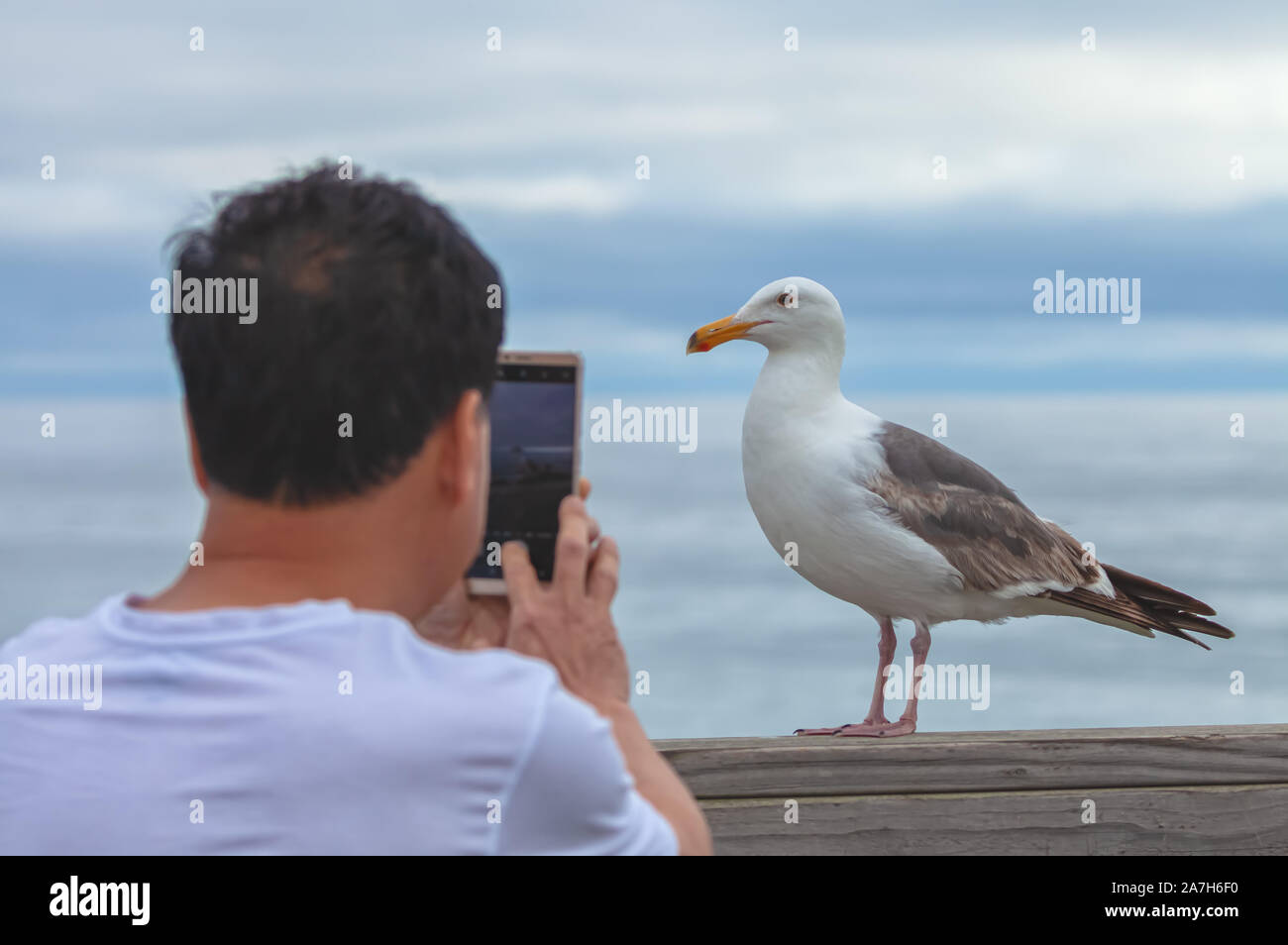 L uomo è scattare foto di un western gull Larus occidentalis con il suo Iphone, CALIFORNIA, STATI UNITI D'AMERICA Foto Stock