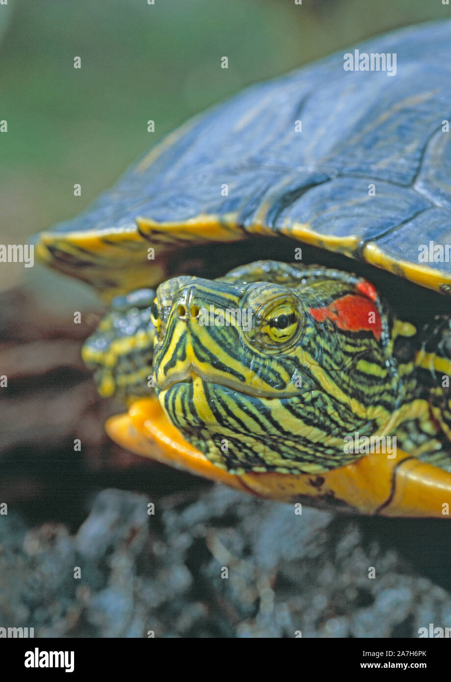 Rosso-eared tartaruga (Trachemys scripta elegans). Adulto. Ritratto. Close up. Contrassegni della testa compresi i cosiddetti "rosso orecchie" dietro l'occhio. Foto Stock