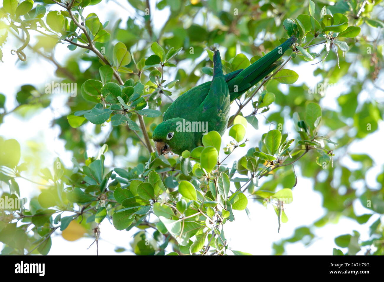 Il parrocchetto Hispaniolan o perico è una specie di pappagallo della famiglia Psittacidae. Foto Stock