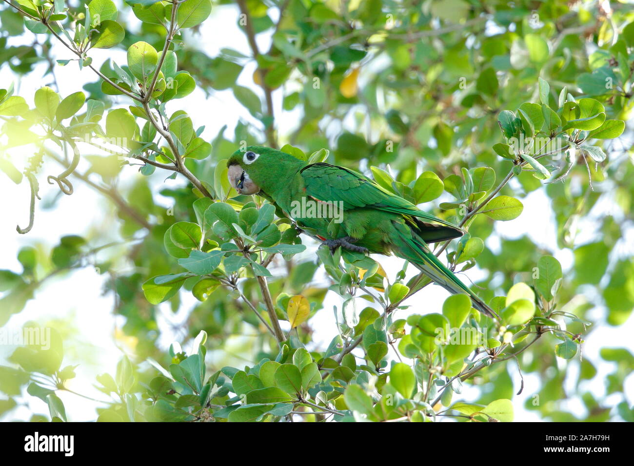 Il parrocchetto Hispaniolan o perico è una specie di pappagallo della famiglia Psittacidae. Foto Stock