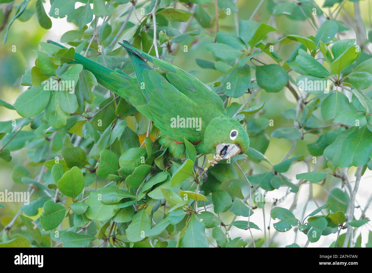 Il parrocchetto Hispaniolan o perico è una specie di pappagallo della famiglia Psittacidae. Foto Stock