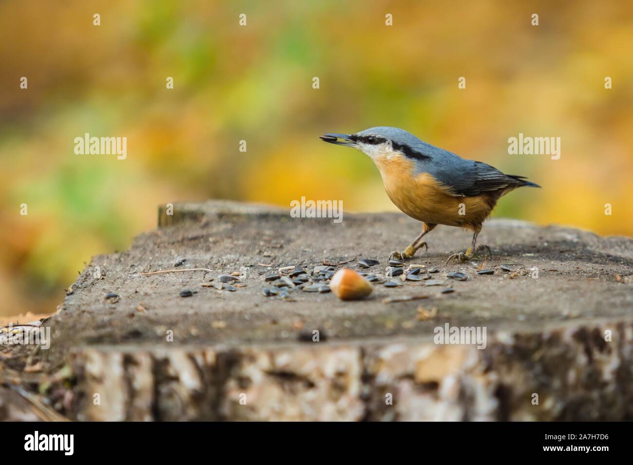 Eurasian picchio muratore, un piccolo blu-grigio e arancione uccello colorato con una striscia nera sopra occhio, seduto su un ceppo di albero e becchettare in corrispondenza di semi di girasole. Foto Stock